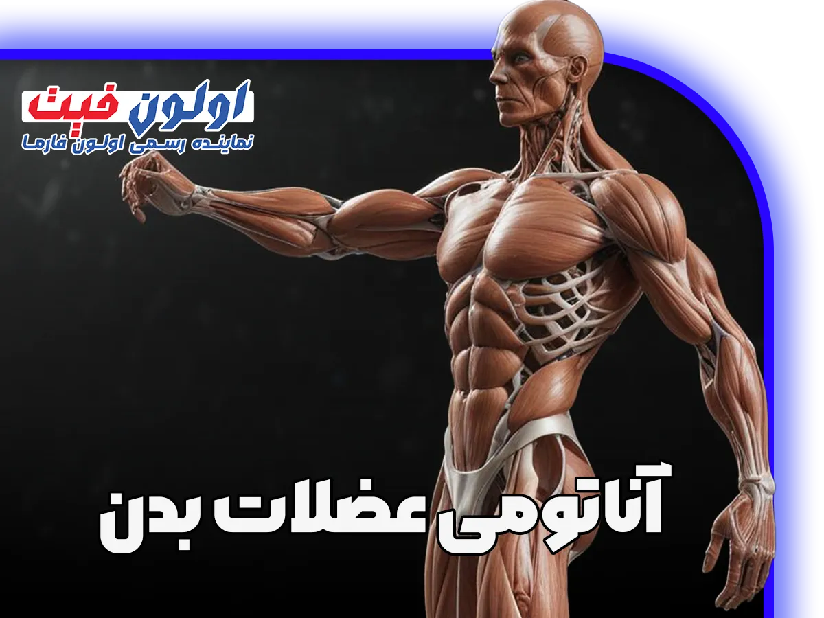 آناتومی عضلات بدن